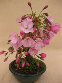 【送料無料】桜　小盆栽　旭山　大