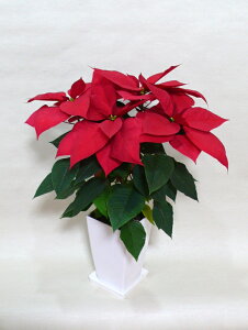 yNX}X̕K{ACez`uTmԉ̃IWio^ϕiI|CZ`AzCYbh6pyAz yԁzyԁzyF{YnzyzyԌtj