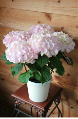 楽天市場 鉢花 アジサイゼブラ 植物あそび研究所