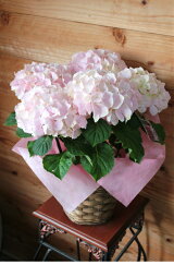 楽天市場 鉢花 アジサイゼブラ 植物あそび研究所