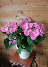 楽天市場 鉢花 黒茎アジサイシリーズ 植物あそび研究所