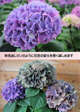 楽天市場 鉢花 黒茎アジサイシリーズ 植物あそび研究所