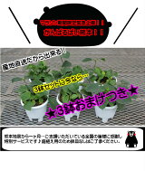 楽天市場 鉢花 アジサイゼブラ来年用苗 植物あそび研究所