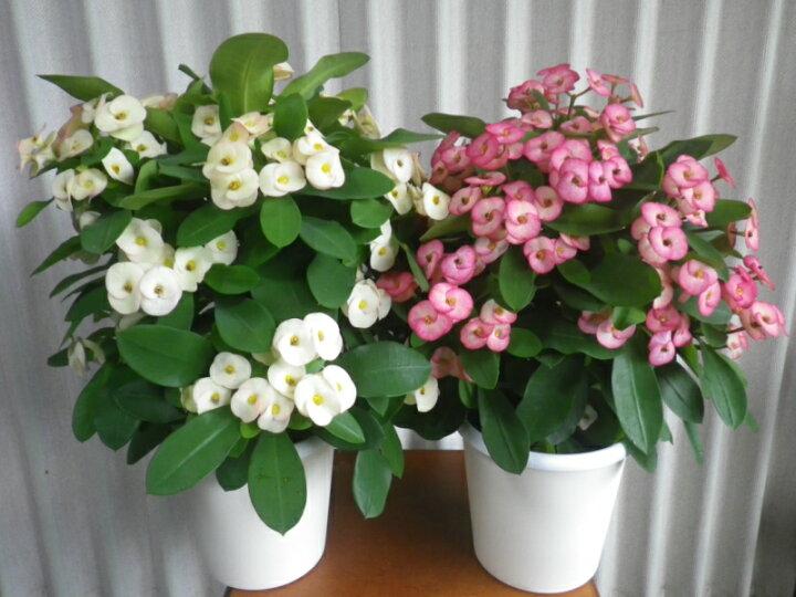 楽天市場 大輪トゲナシハナキリン シャインキッス５号鉢 花キリン 花麒麟 農家直売 送料無料 ハロウィン クリスマス 植物あそび研究所