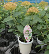 楽天市場 鉢花 アジサイゼブラ来年用苗 植物あそび研究所