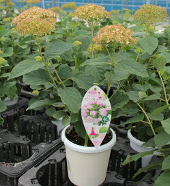 楽天市場 鉢花 アジサイゼブラ来年用苗 植物あそび研究所 楽天市場 鉢花 アジサイゼブラ来年用苗 植物あそび研究所