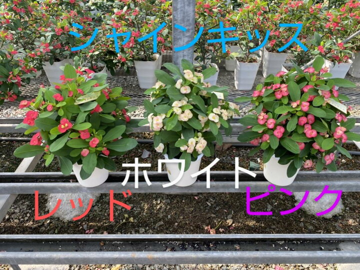 楽天市場】☆大輪トゲナシハナキリン・シャインキッス5号鉢1鉢☆【花 