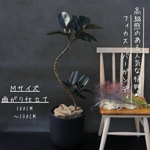 tBJX o[KfB Ȃ d MTCY NS S̖ j Mtg JXj bsO  ϗtA v[g  Ε MѐA o[KfB[ S Iׂ 