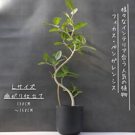 フィカス ベンガレンシス 曲がり S字 仕立て ゴムの木 お祝い ギフト 開店祝い ラッピング 無料 ベンガレンシス 観葉植物 プレゼント 開店祝い 観葉植物 新築祝い お中元 お歳暮 熱帯植物 Lサイズ 130cm~140cm