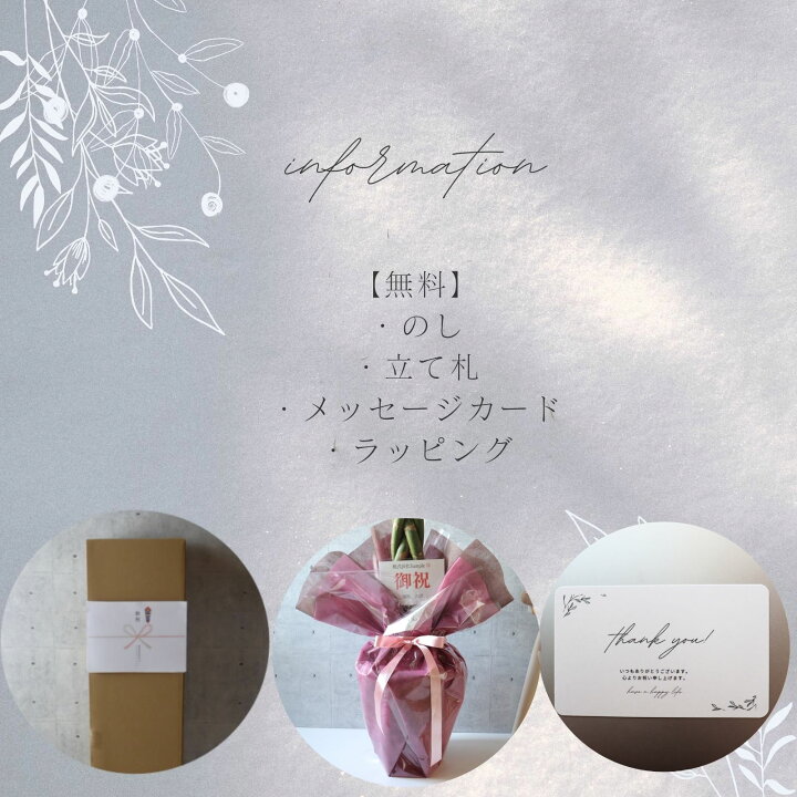 楽天市場】フィカス アルテシマ 曲がり 仕立て S字 観葉植物 ゴムの木 