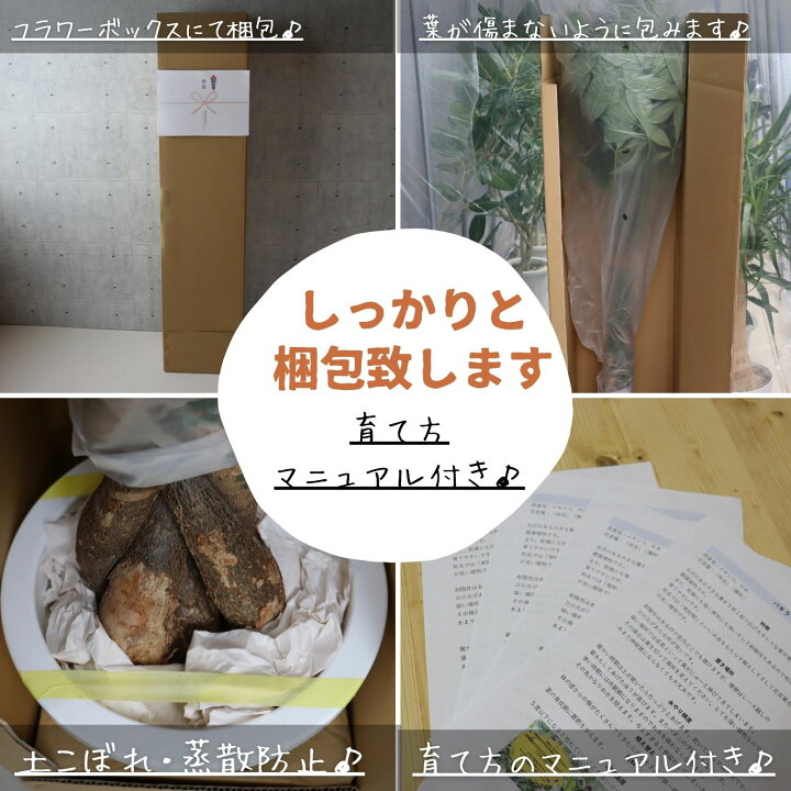 楽天市場】フィカス アルテシマ 曲がり 仕立て S字 観葉植物 ゴムの木 