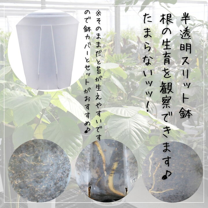 楽天市場】フィカス アルテシマ 曲がり 仕立て S字 観葉植物 ゴムの木 