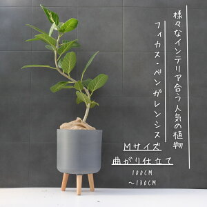 tBJX xKVX Ȃ S d S̖ j Mtg JXj bsO  xKVX ϗtA v[g JXj ϗtA Vzj  Ε MѐA MT