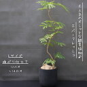 エバーフレッシュ 曲がり 仕立て 8号 お祝い ギフト 開店祝い 新築祝い ラッピング 無料 観葉植物 プレゼント お中元 御歳暮 熱帯植物 Lサイズ