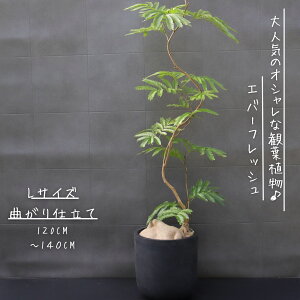 �G�o�[�t���b�V�� �Ȃ��� �d���� 8�� ���j�� �M�t�g �J�X�j�� �V�z�j�� ���b�s���O ���� �ϗt�A�� �v���[���g ������ ��Ε� �M�ѐA�� L�T�C�Y