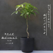 楽天市場】シンボルツリー 鉢（種類（植物）パキラ）の通販