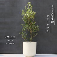 オリーブの木 観葉植物 オリーブ 鉢植え 8号 寒さ暑さに強い 耐寒温度-5度 観葉植物 ギフト お祝い にも…