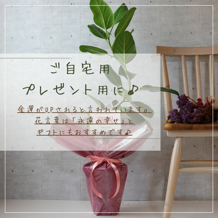 楽天市場】フィカス アルテシマ 曲がり 仕立て S字 観葉植物 ゴムの木 