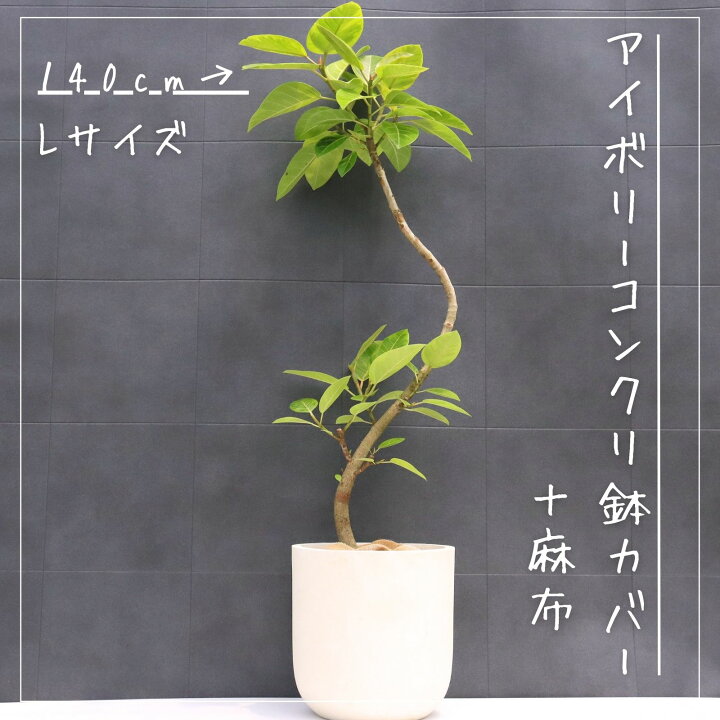 楽天市場】フィカス アルテシマ 曲がり 仕立て S字 観葉植物 ゴムの木 