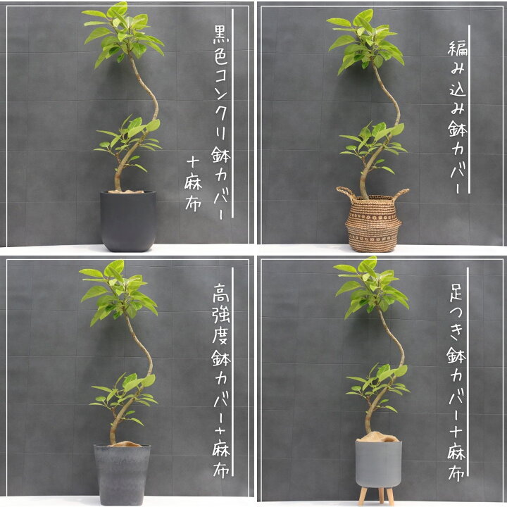 楽天市場】フィカス アルテシマ 曲がり 仕立て S字 観葉植物 ゴムの木 