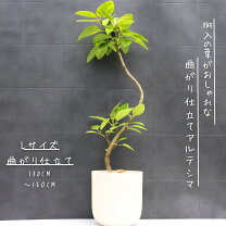 楽天市場】フィカス アルテシマ（高さ（植物）71 ～ 130.9cm）の通販