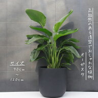 オーガスタ 観葉植物 ストレリチア オーガスタ 8号 観葉植物 オーガスタ 8号 綺麗 お祝い ギフト 開店祝…