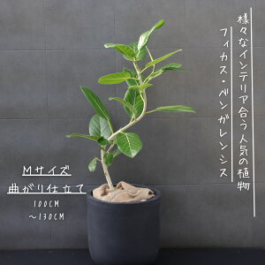 tBJX xKVX Ȃ S d S̖ j Mtg JXj bsO  xKVX ϗtA v[g JXj ϗtA Vzj  Ε MѐA MT