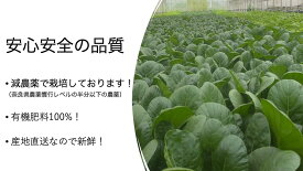 奈良県産　小松菜　250g　有機栽培　オーガニック　ORGANIC　コマツナ　こまつな　冷蔵便　クール便　葉物野菜　葉もの　野菜　産地直送