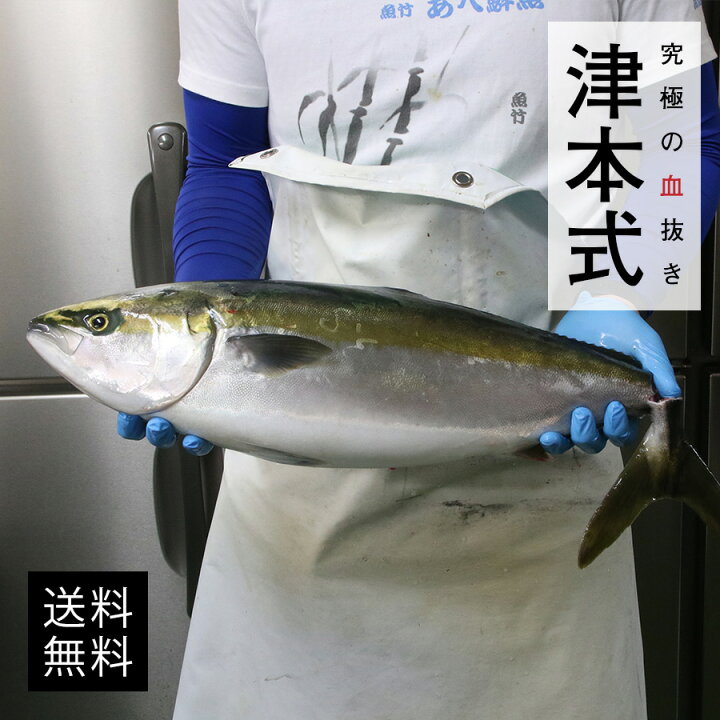 楽天市場 津本式 仕立て師 阿部浩也 ハマチ 養殖 送料無料 兵庫県からの発送 津本式 血抜き 雑誌 鮮魚 魚仕立屋 津本式 楽天市場店