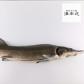 楽天市場 サメ 産地 都道府県 宮崎 その他水産物 魚介類 水産加工品 食品の通販 楽天市場 サメ 産地 都道府県 宮崎 その他水産物 魚介類 水産加工品 食品の通販