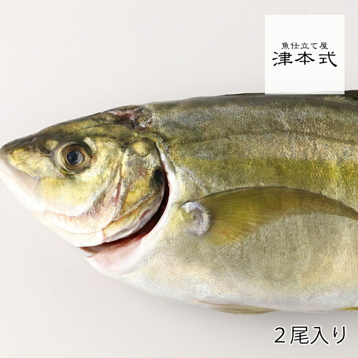 楽天市場 津本式 津本光弘 本人仕立て 究極の血抜きシマアジ重量 約1 0 1 2kg 2尾入り 養殖 送料無料 宮崎県から発送 津本式 血抜き 鮮魚 メディア 鮮魚革命 著書 究極の血抜き 津本式 で紹介 刺身 Youtube 人気 魚仕立屋 津本式 楽天市場店