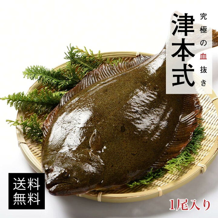 楽天市場 津本式 仕立て師 徳増邦彦 伸東ヒラメ重量約0 8kg 養殖 送料無料 津本式 血抜き 鮮魚 メディア 鮮魚革命 著書 究極の血抜き 津本式 で紹介 刺身 Youtube 人気 魚仕立屋 津本式 楽天市場店