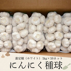 嘉定種ホワイトにんにく種球（特栽にんにく）1kg×10ネット 中国産[にんにく ニンニク]