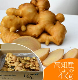 食用 高知県産近江生姜（白）4kg