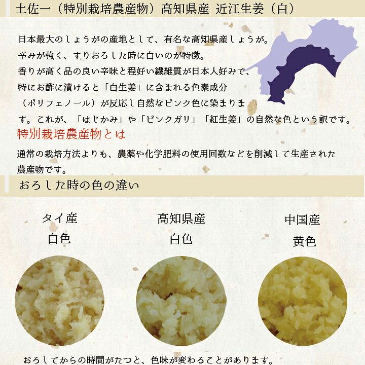 楽天市場】食用 高知県産近江生姜（白）10kg : 生姜工房
