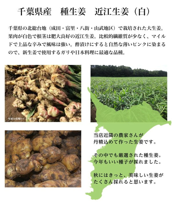 楽天市場】種生姜 千葉県産近江生姜（白）10kg : 生姜工房