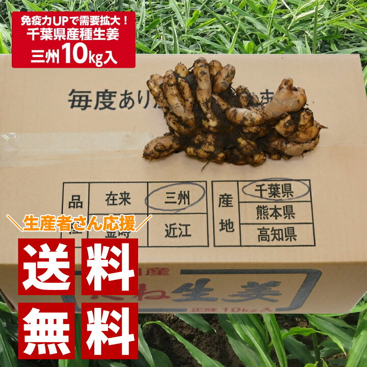 楽天市場】種生姜 千葉県産三州生姜10kg : 生姜工房