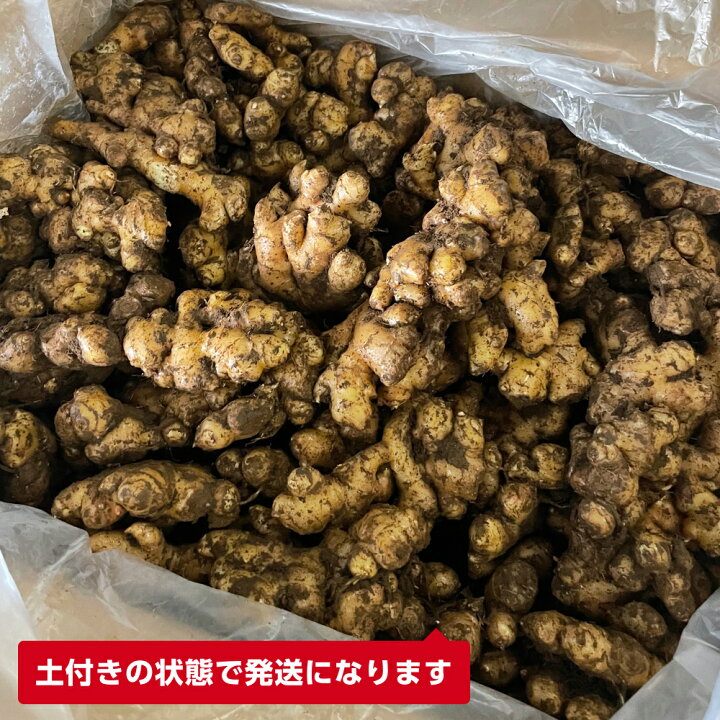 千葉県産 近江生姜 種生姜 20kg 大生姜 千葉県産 近江生姜 種