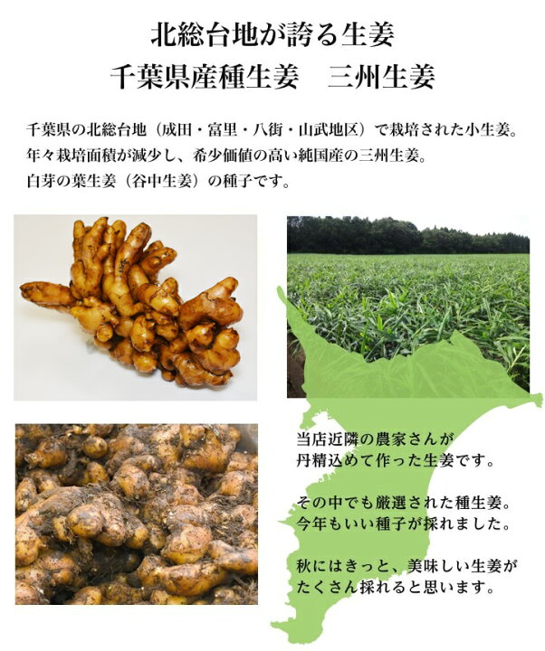 楽天市場】種生姜 千葉県産三州生姜10kg : 生姜工房