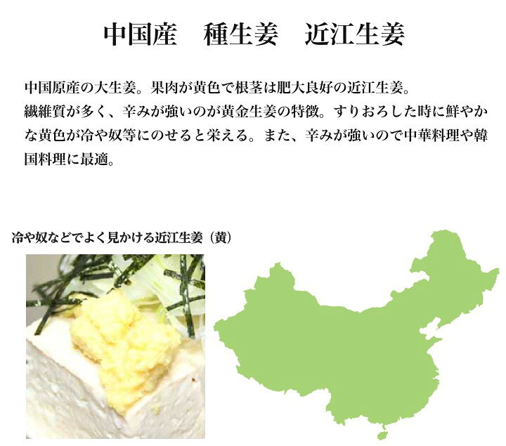 楽天市場】【完売御礼】【送料無料】種生姜 中国産近江生姜(黄)10kg 送料無料(沖縄を除く) : 生姜工房 楽天市場】【完売御礼】【送料無料】種生姜 中国産近江生姜(黄)10kg 送料無料(沖縄を除く) : 生姜工房