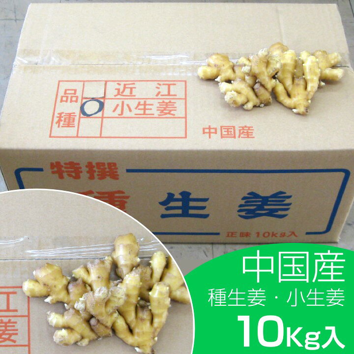 楽天市場】種生姜 中国産小生姜10kg : 生姜工房
