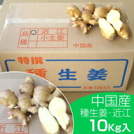 種生姜 中国産近江生姜（黄）10kg