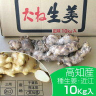 種生姜 高知県産近江生姜（白）10kg