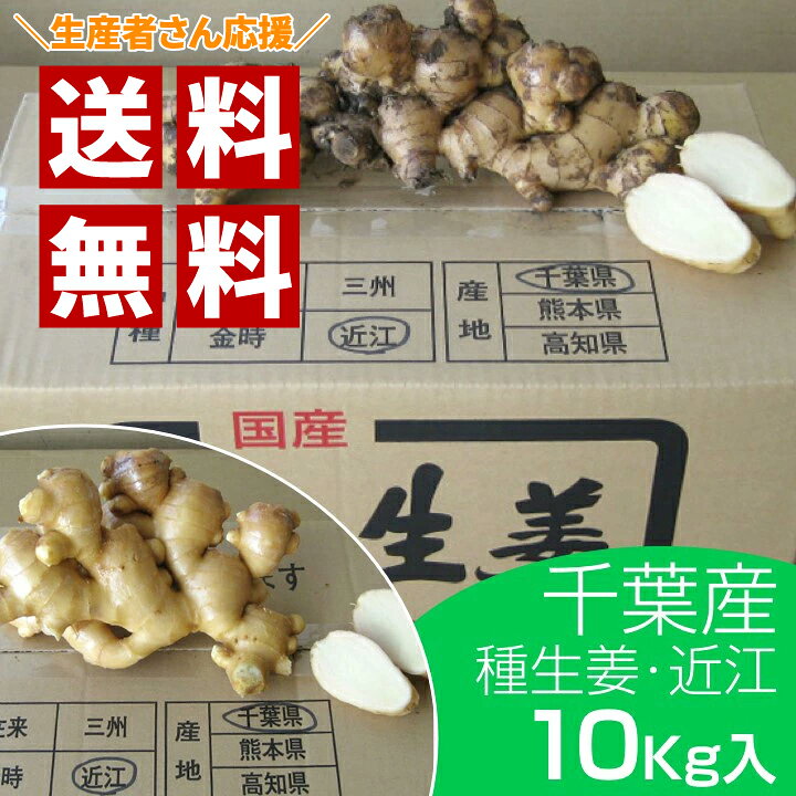 楽天市場】種生姜 千葉県産近江生姜（白）10kg : 生姜工房