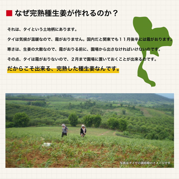 売り切り御免!】 食用 生姜工房 タイ産ほほえみショウガ 3kg 近江生姜 白 富里出荷 pagamento.phbodontologia.com.br 売り切り御免!】 食用 生姜工房 タイ産ほほえみショウガ 3kg 近江生姜 白 富里出荷 pagamento.phbodontologia.com.br