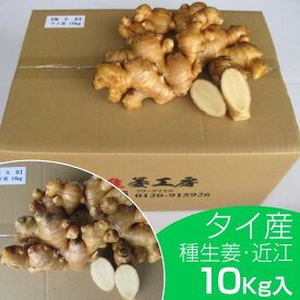 タイ産近江生姜（白）10kg ※種生姜 としてもお使いいただけます