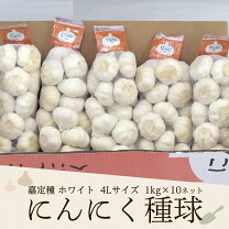 楽天市場】にんにく 10kgの通販