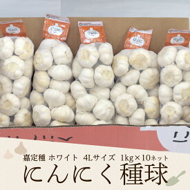 2025年度産 嘉定種ホワイトにんにく種球（4L） 1kg×10ネット（1ケース10kg） 中国産（特栽にんにく）(中国規格4Lサイズ/1kgネットの目安玉数14-16個)