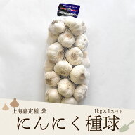 【種用】上海嘉定種（紫にんにく）種球 L/1kg