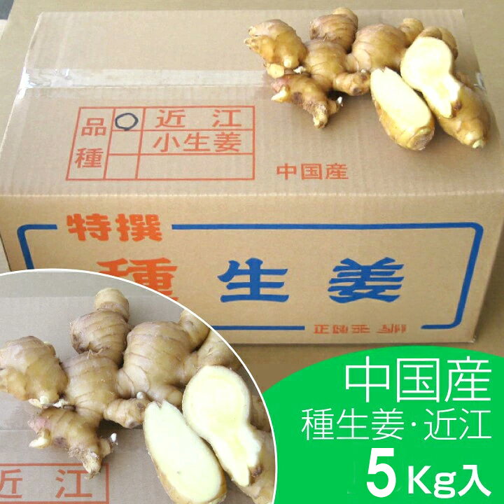 楽天市場】種生姜 中国産近江生姜（黄）5kg : 生姜工房